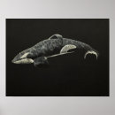 Search for orca posters Animal