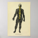 Search for sympathetic Human