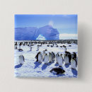 Search for antarctic badges Ice