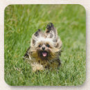 Search for yorkshire coasters Puppy