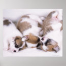 Search for dog sleeping posters Full length