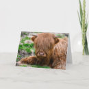 Search for highland cattle cards Farm animal