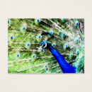 Search for aceo Blue