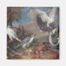 Search for hawks magnets Predator