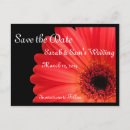 Search for gerbera daisy invitations Black