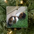 Search for guinea pig christmas tree decorations Pigs