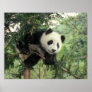 Search for panda bear art Keren su