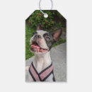Search for boston photography Terrier