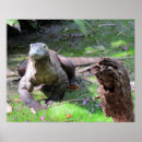 Search for komodo dragon posters Animal