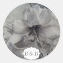 Search for amaryllis stickers Nature