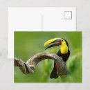 Search for keel billed toucan postcards Central america