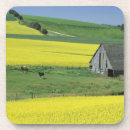 Search for potlatch Yellow