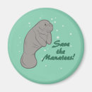 Search for manatee magnets Animals
