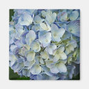 Search for blue hydrangeas magnets Flowers