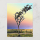 Search for lonely tree postcards Sky