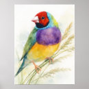 Search for gouldian posters Finch