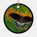 Search for spicebush Nature