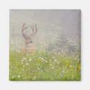 Search for deer buck magnets Danita delimont