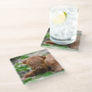 Search for highland cow coasters Animal