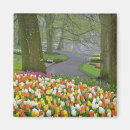 Search for keukenhof Tulip