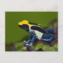 Search for dendrobates Amphibian
