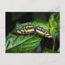 Search for leaf insect postcards Green