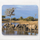 Search for bush mouse mats african elephant