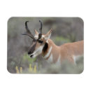 Search for antelope magnets Pronghorn