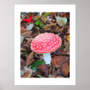 Search for toadstool posters Autumn