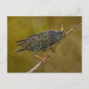 Search for starling postcards Birds