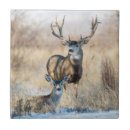 Search for buck tiles Doe