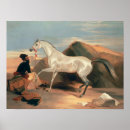 Search for arabian horse painting posters White