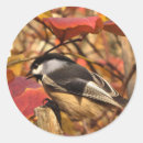 Search for cute chickadee stickers Birds