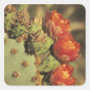 Search for blooming cactus stickers Cacti