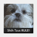 Search for shih magnets Shitzu