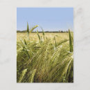 Search for grains postcards Bread