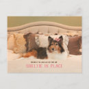 Search for sheltie postcards Dog