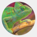 Search for chameleons stickers Wildlife