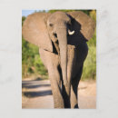 Search for game one postcards Animal