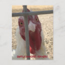 Search for chicken get well cards Bird