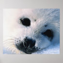 Search for harp seal posters Wildlife
