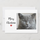 Search for grey cat christmas cards Modern