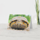 Search for box turtle cards Animals