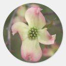 Search for dogwood stickers Floral
