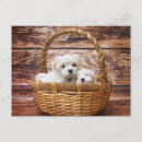 Search for basket postcards Animal
