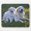 Search for retrieving mouse mats Puppies