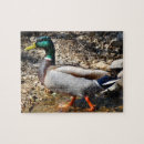 Search for mallard duck puzzles Photography