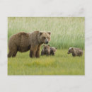 Search for sow postcards Cub