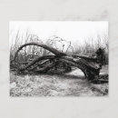 Search for giant tree postcards Travel