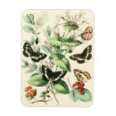 Search for flower magnets Butterflies
